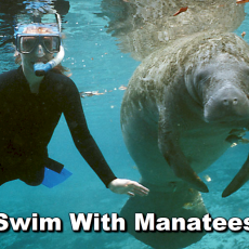 swim-with-manatees-crystal-river